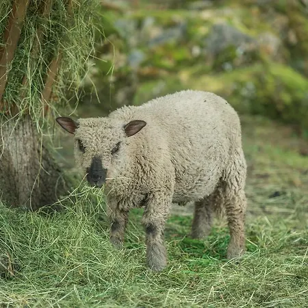 Stockhambauer * كلينارل